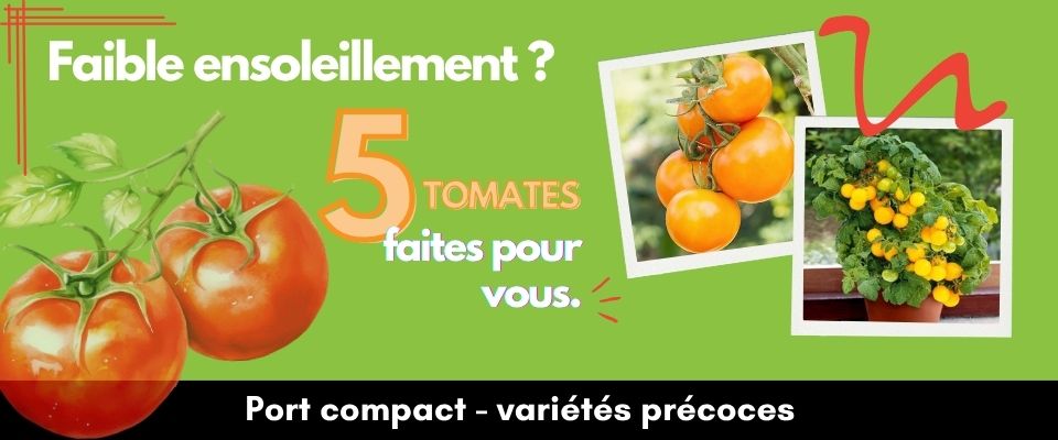 5 Vari&eacute;t&eacute;s de tomates pour faible ensoleillement